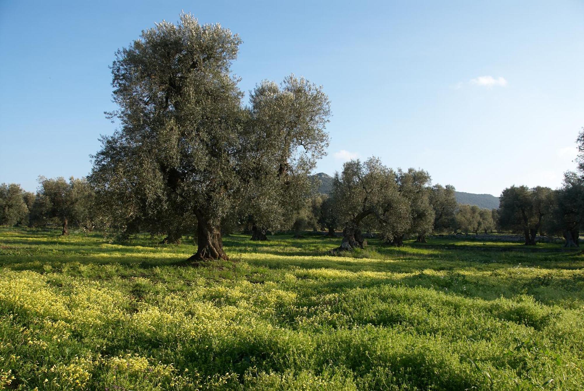 אוסטוני Minicasa Nella Natura, Con Piscina A Due Passi מראה חיצוני תמונה