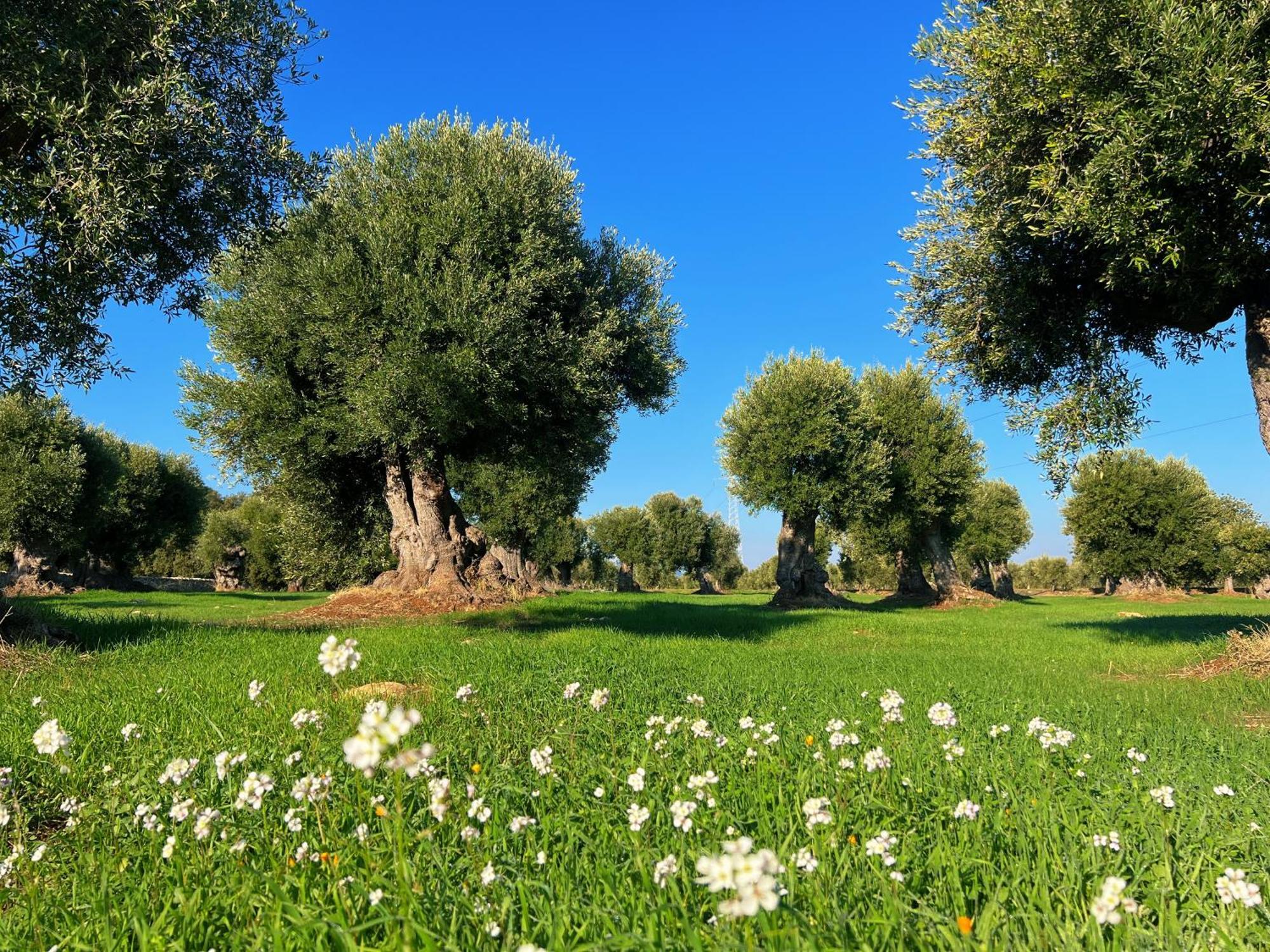 אוסטוני Minicasa Nella Natura, Con Piscina A Due Passi מראה חיצוני תמונה
